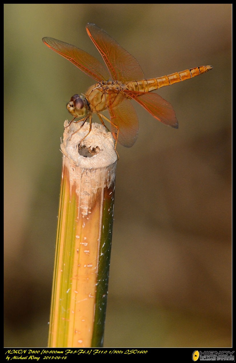 D88_8551.jpg