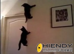 s-SPIDER-CATS-large300.jpg