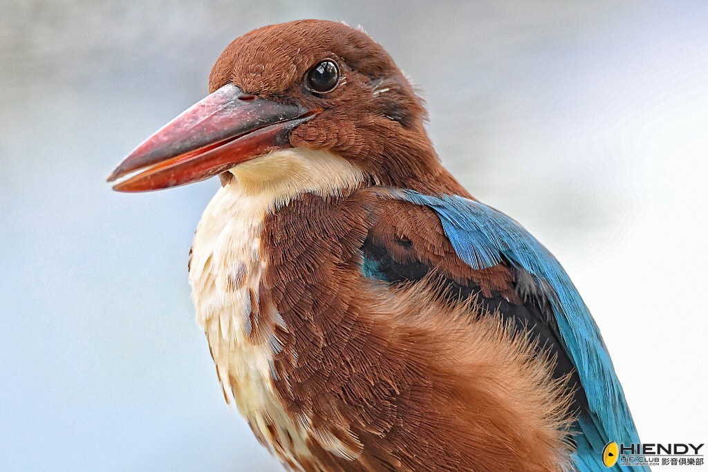 conew_wpc_0560 copy.jpg