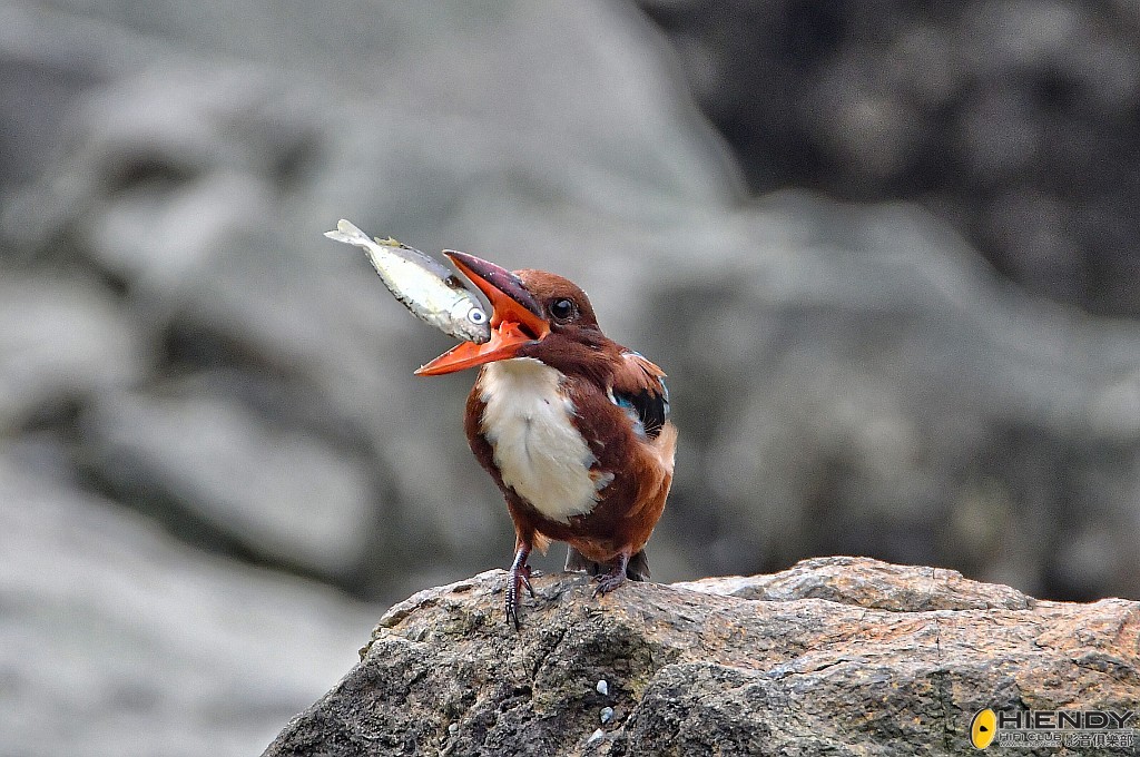 conew_wpc_0930 copy.jpg