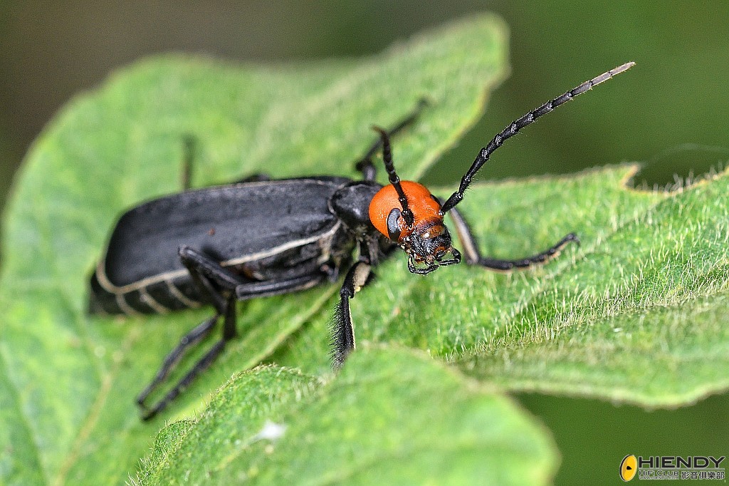 conew_cpc_1760_00001... copy.jpg