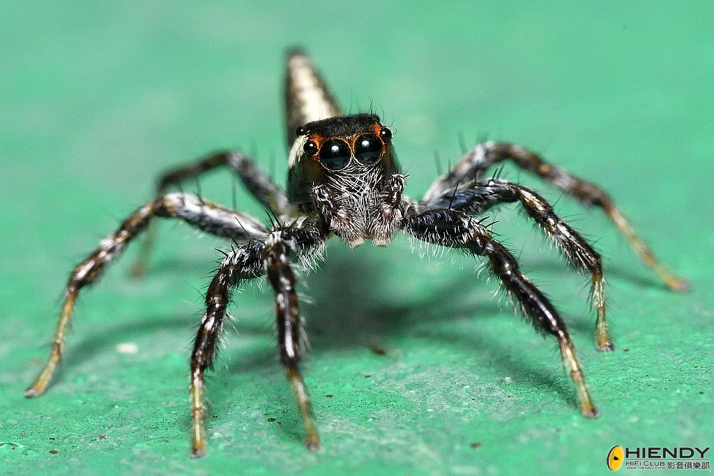 conew_cpc_2849_00001 copy.jpg