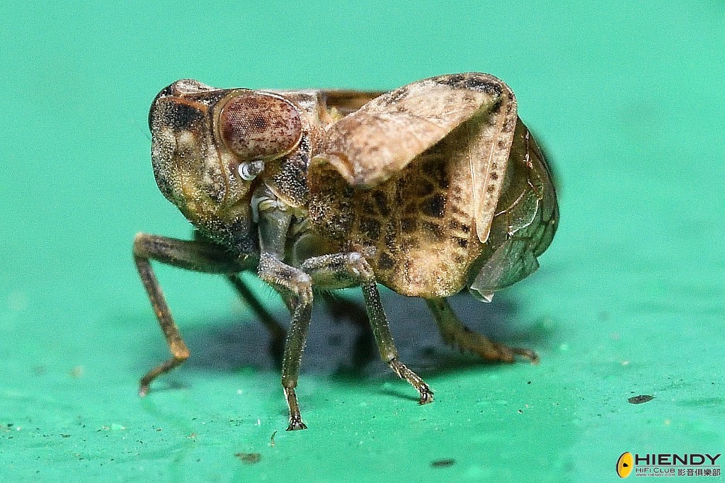 conew_cpc_2837_00001 copy.jpg