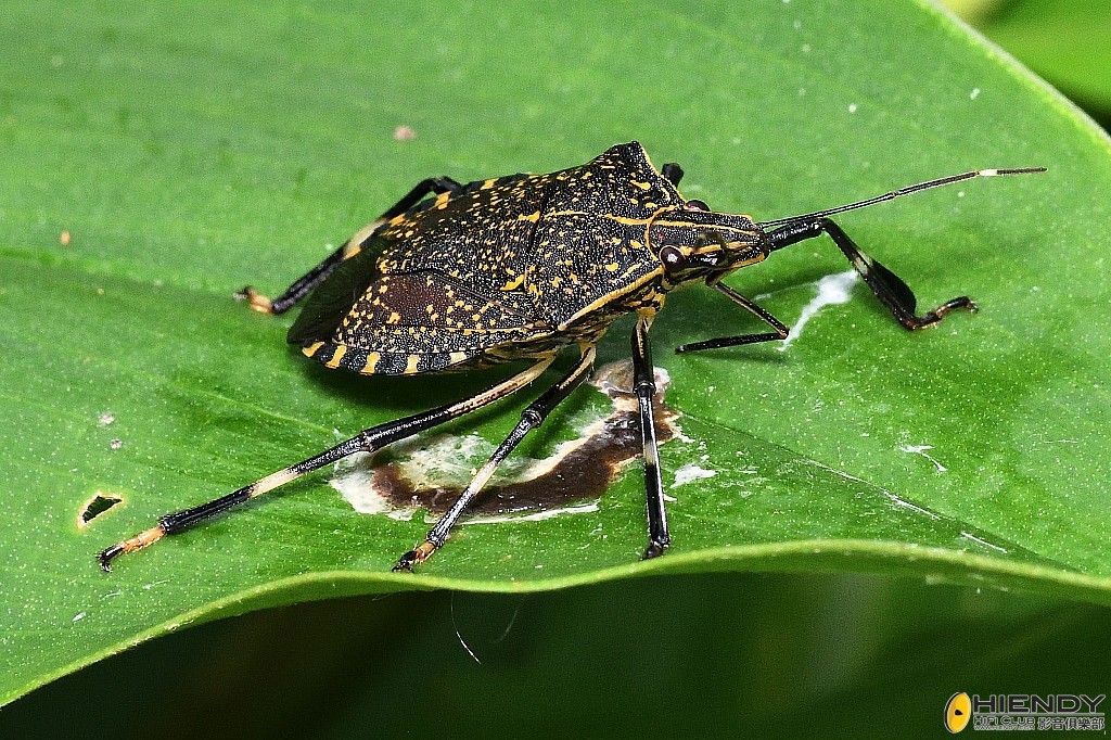 conew_cpc_2726_00001 copy.jpg