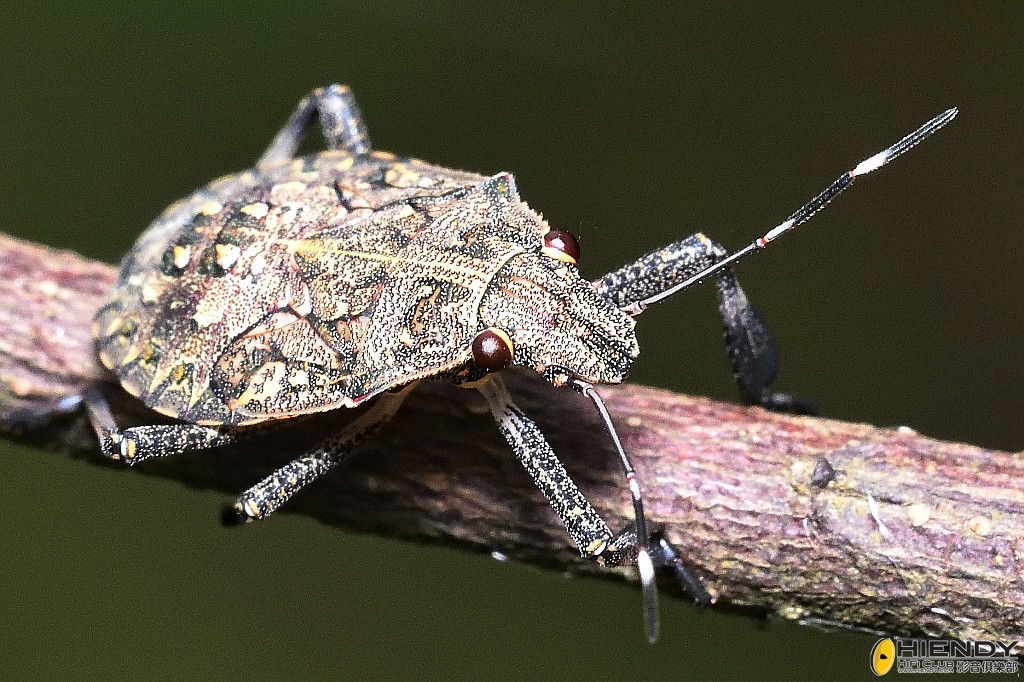 conew_cpc_2668_00001 copy.jpg