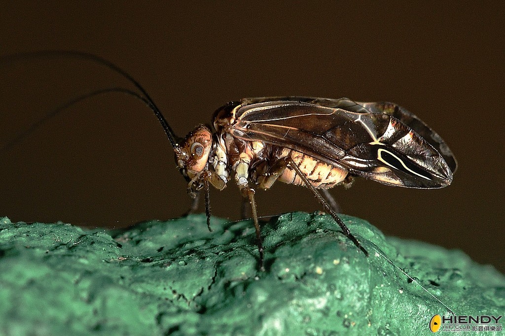 conew_cpc_2627_00001 copy.jpg