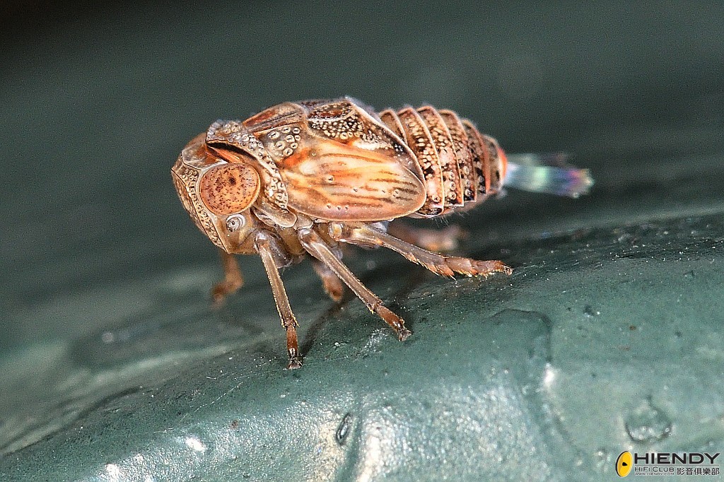 conew_cpc_1425_00001 copy.jpg