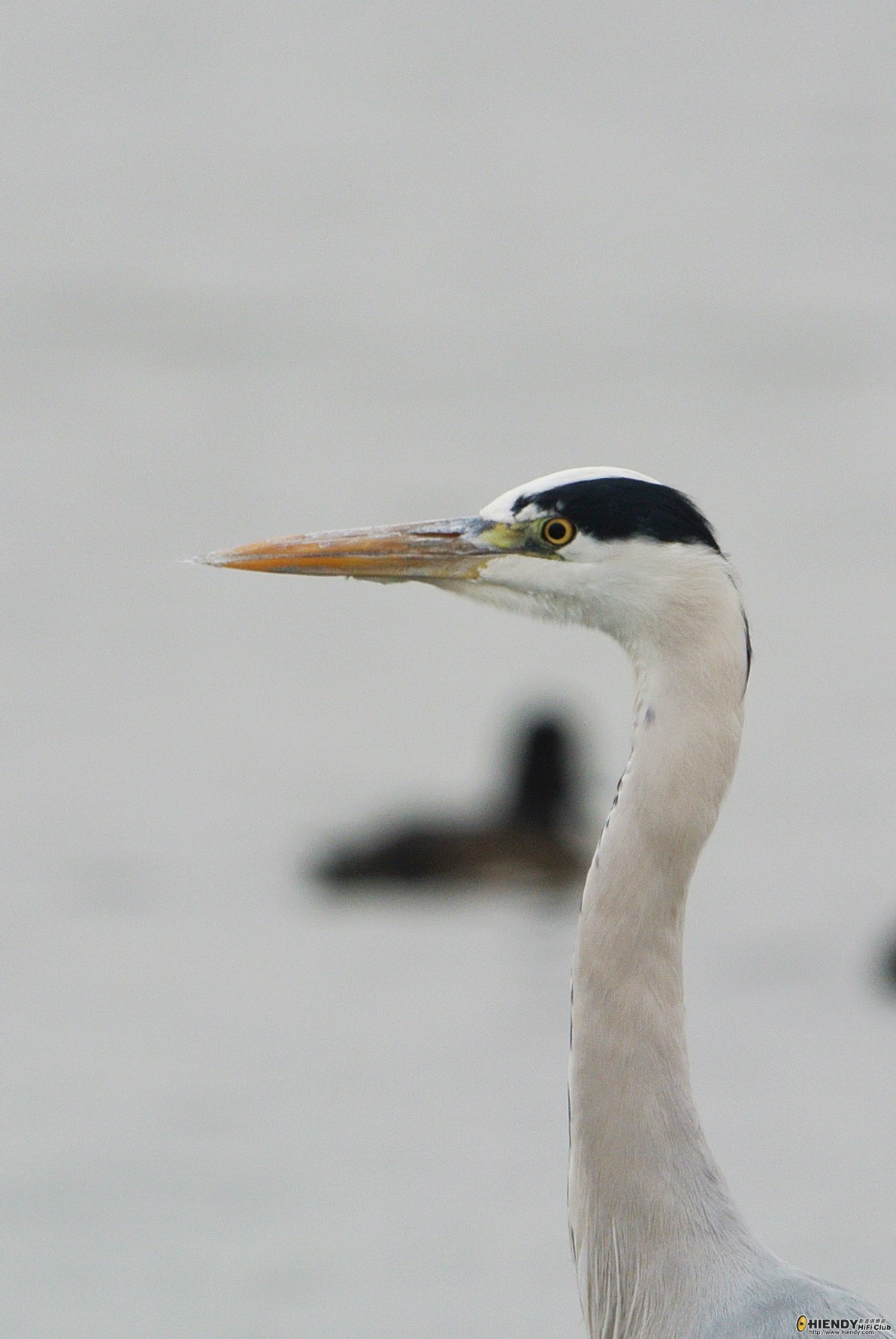 DSC_0519aw.jpg