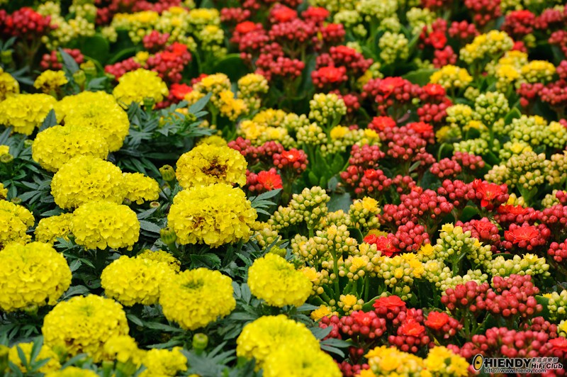 _DSC7361.JPG