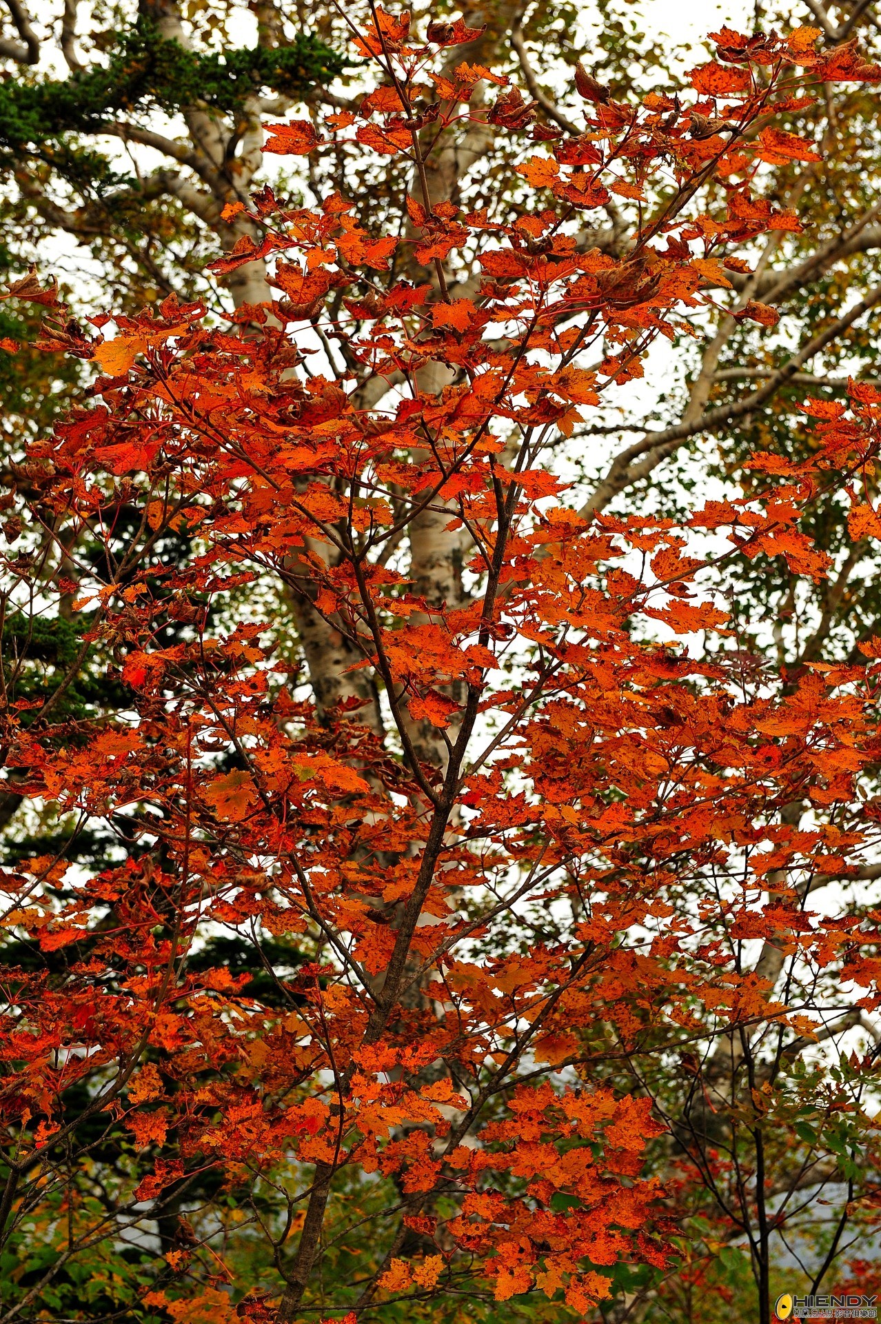 DSC_2268.JPG