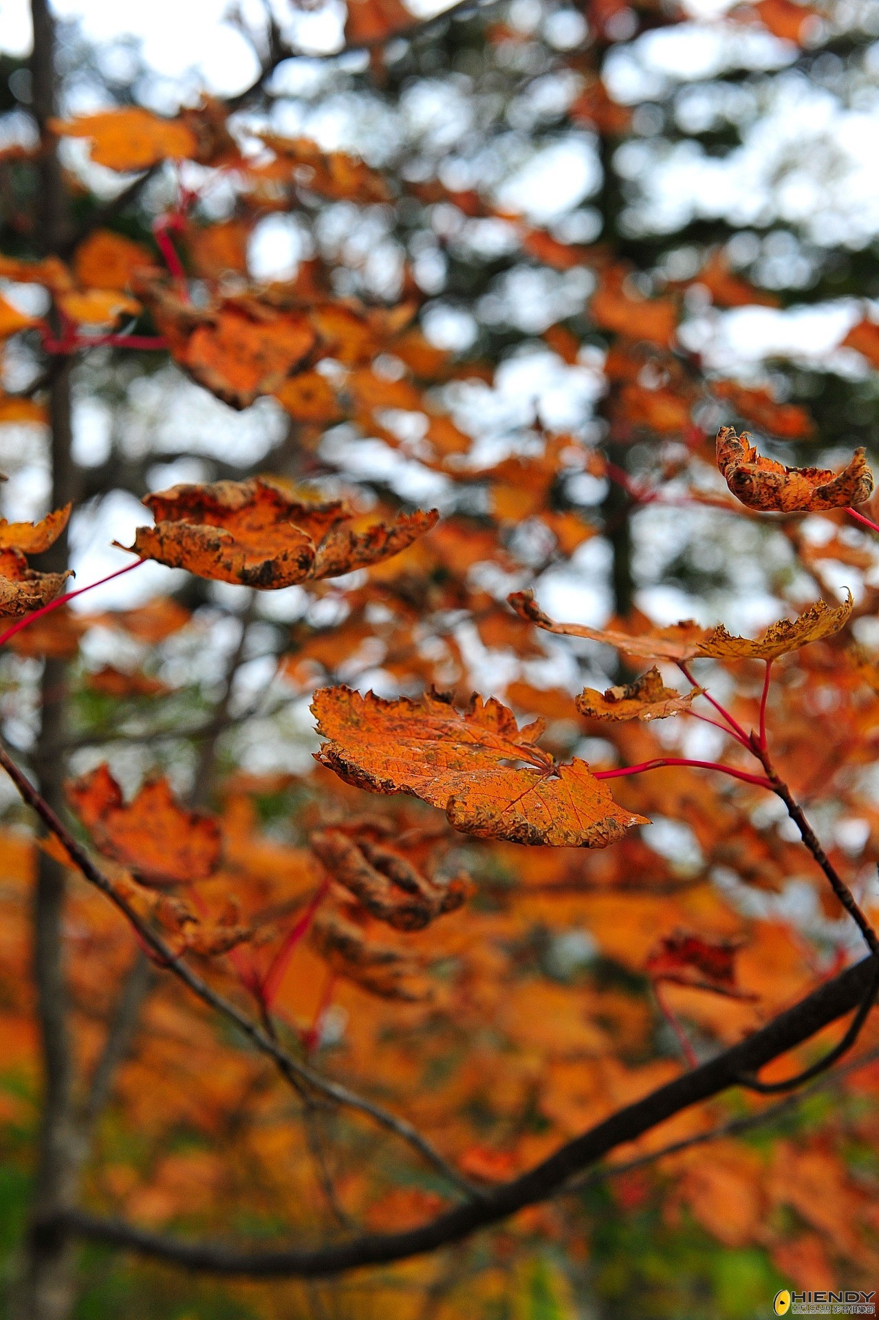 DSC_2275.JPG