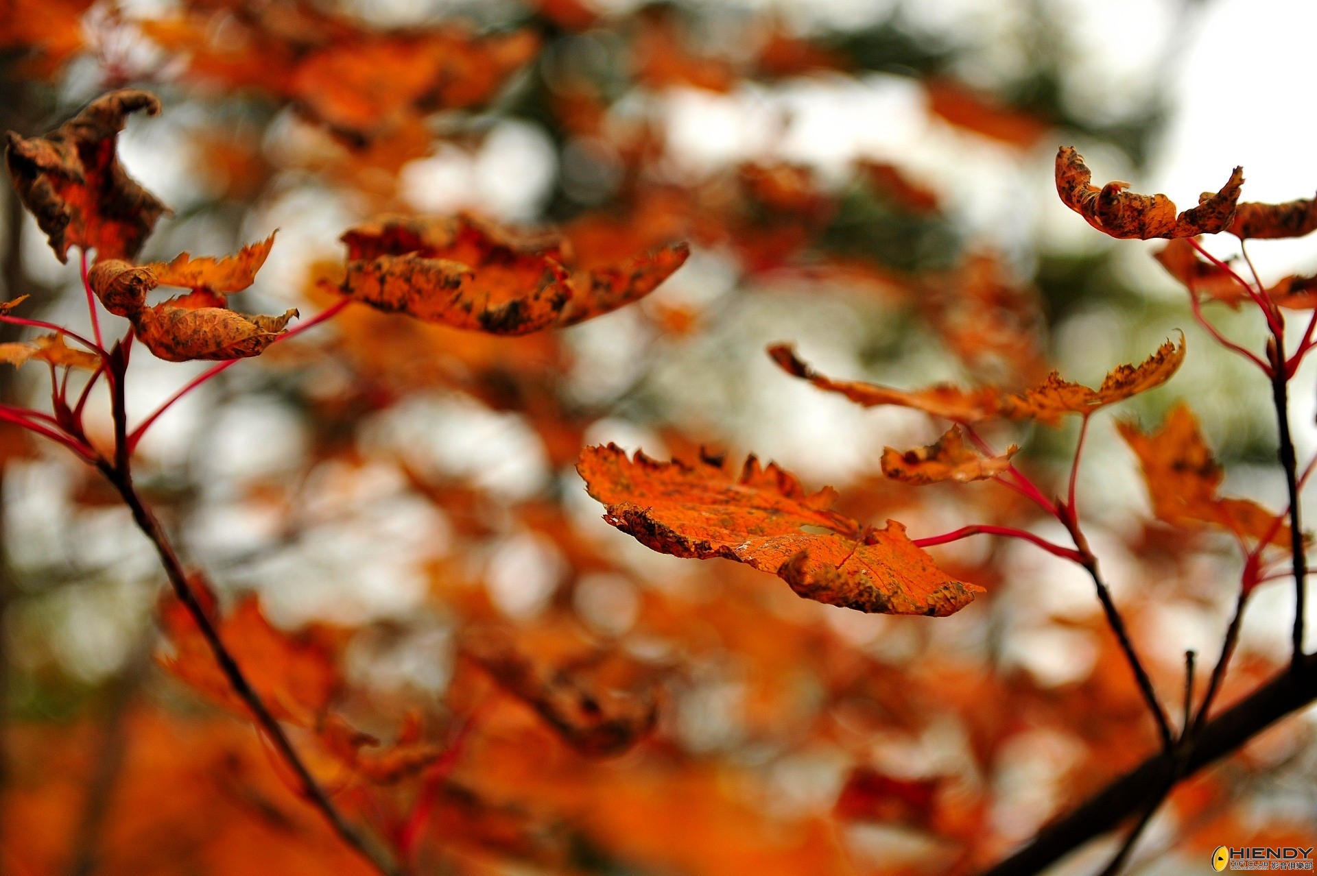 DSC_2277.JPG