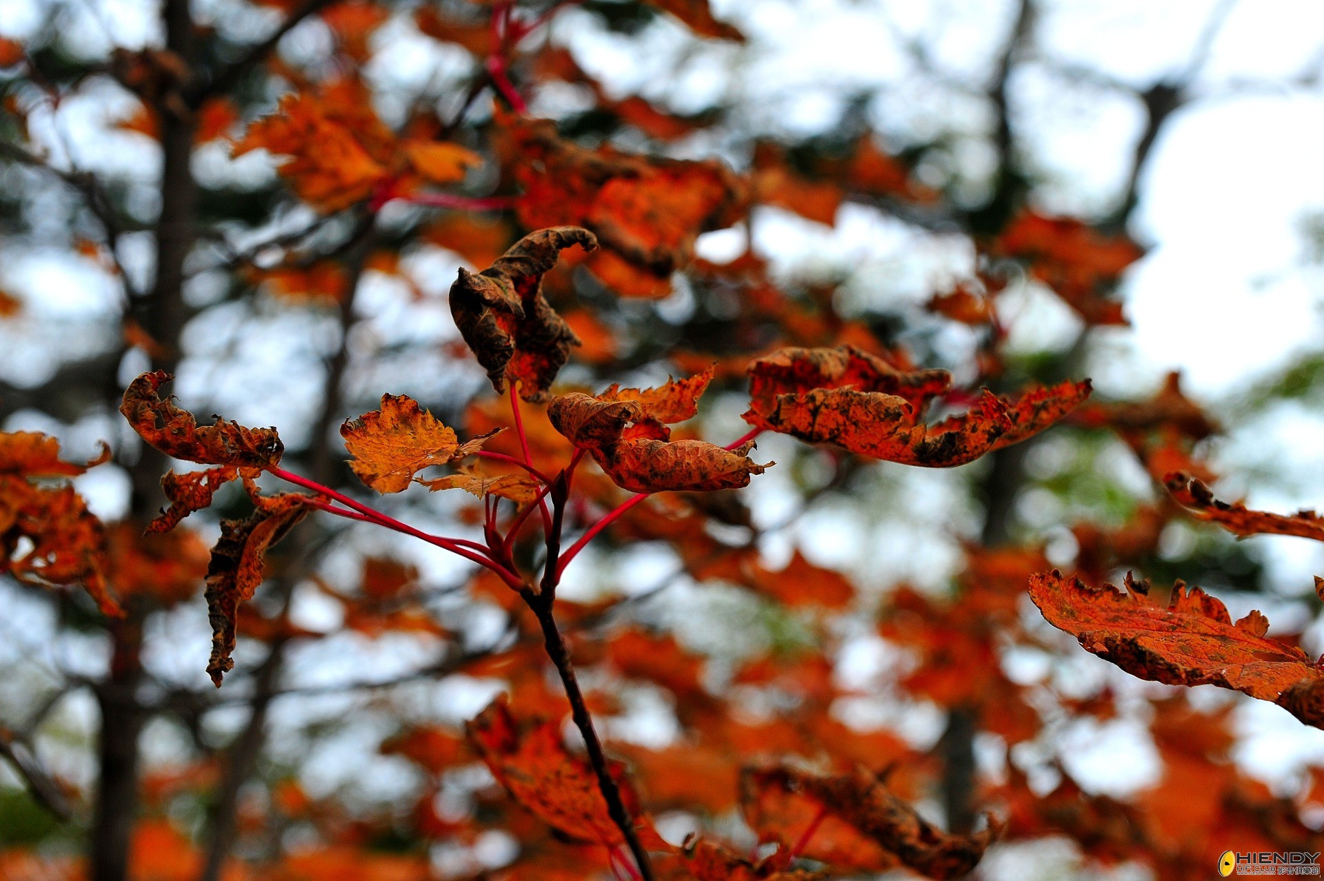 DSC_2276.JPG