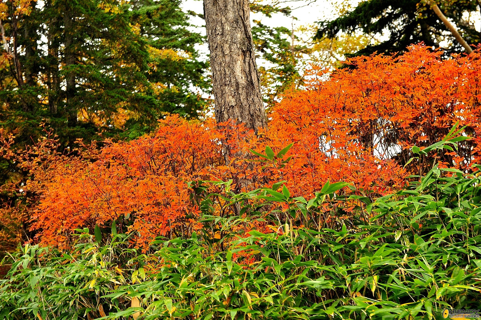 DSC_2297.JPG