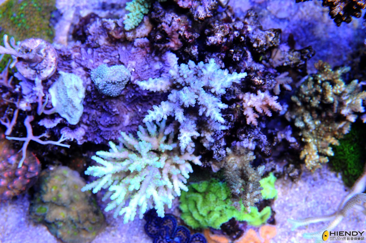 DSC_4523.JPG