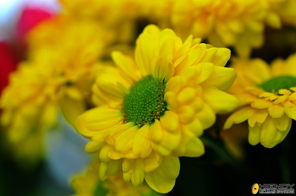 000_8737_conew1.jpg