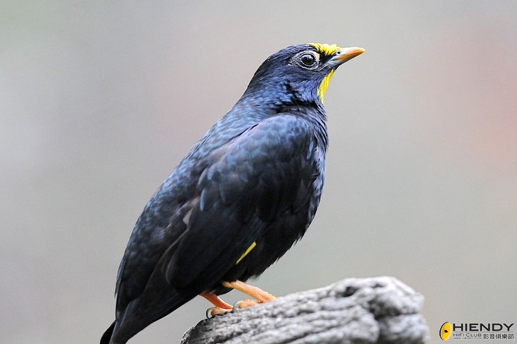 000_9868_conew1.jpg