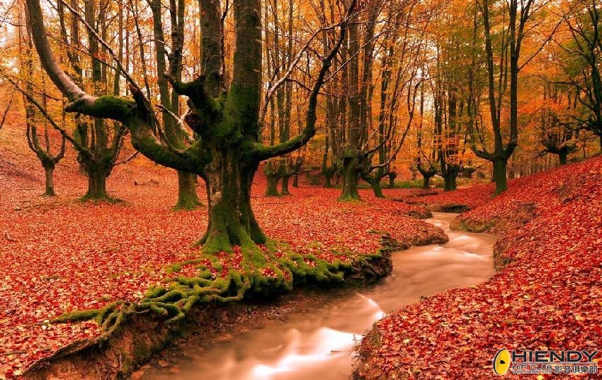 紅葉.jpg