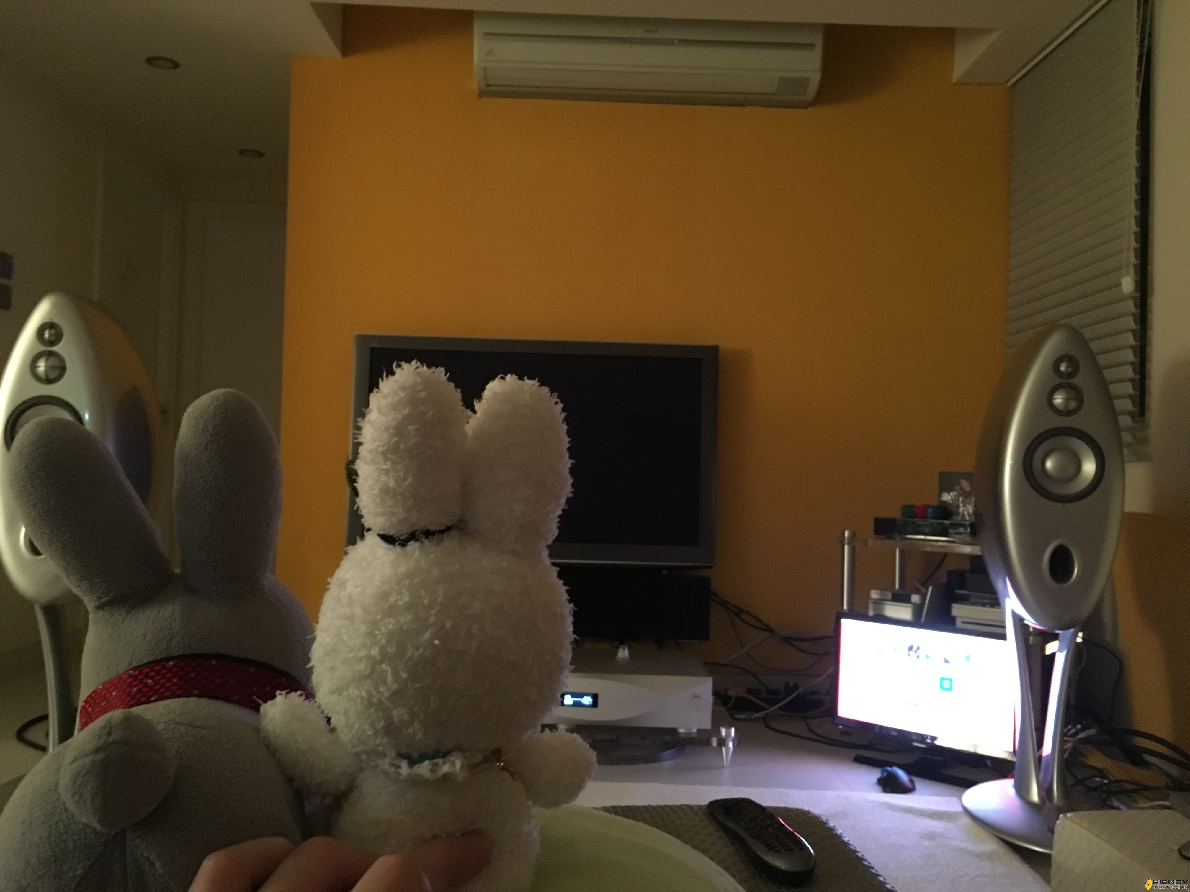 長耳快樂鳥
