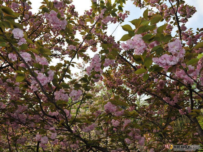 DSC_6521.jpg
